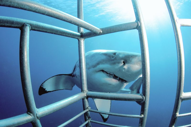 Adrenaline Activities