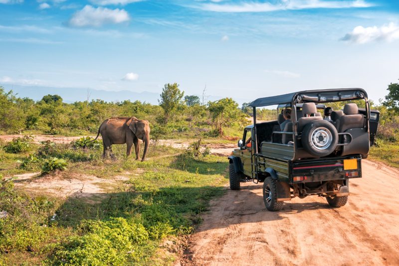 Buffelsfontein Safari Experience