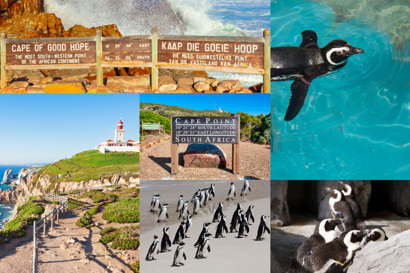 Cape Point Route Experience
