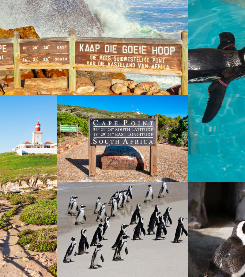 Cape Point Route Experience