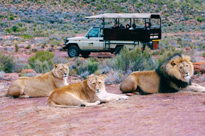 Big 5 Safari Experience