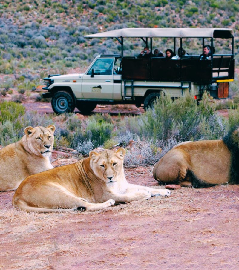 Big 5 Safari Experience