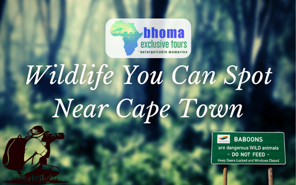 Wildlife You Can Spot Near Cape Town