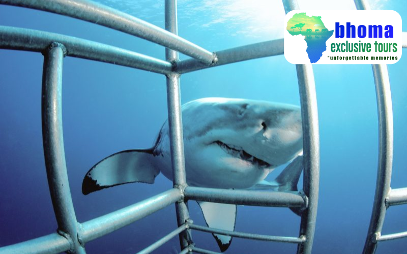 Must-Try Adrenaline Rushes in Cape Town Right Now